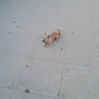 واگذاری سگ پامر|سگ|خمینی‌شهر, |دیوار