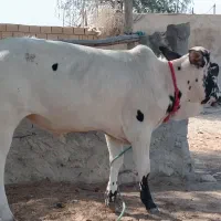 یک راس گاو نر سفید و یک راس پرو گوشتی