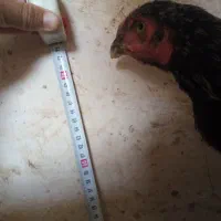 جوجه خروس لاری