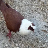 کبوتر مخمل زرد با مخمل سرخ