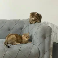 واگذاری رایگان نرو ماده