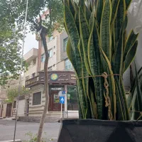 سانسوریا ابلغ