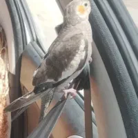 گمشده