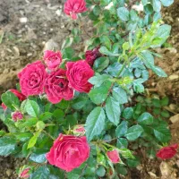 فروش خانه ویلایی ۱۰۰ متری ۲ خوابه در پارچین