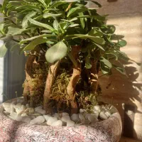 بونسای میخک هندی و افرا|گل و گیاه طبیعی|کرج, آق تپه|دیوار