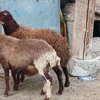 بره نر سالم و سرحال کیلوی 420