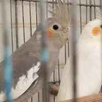 عروس هلندی مولد و سالم|پرنده|قم, قلعه عموحسین|دیوار