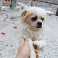 هرکس کسی می خواد زنگ بزنه 10تومن|سگ|ماکو, |دیوار