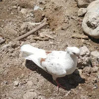 مخملی