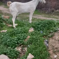 شهرستان لنده