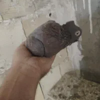 قیل وسرخ|پرنده|شهرضا, |دیوار