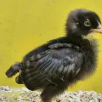جوجه بلک استار یک ماهه