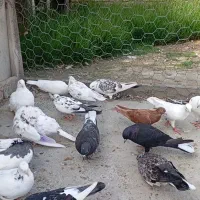 کبوترهای زیبا