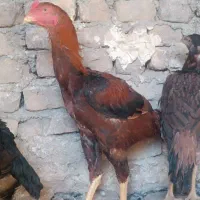 جوجه خروس ومرغ لاری