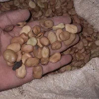 باقلا بذر فیز کشت۱۴۰۴|خوردنی و آشامیدنی|جلین, |دیوار