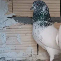 کبوتر|پرنده|اصفهان, گرکان|دیوار