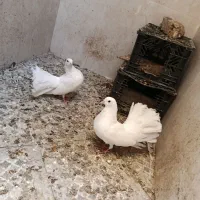 کفتر دم چتری