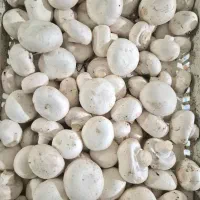 فروش قارچ لوکس، ۱ ضعیف و سوخاری و بلانچ (بلنچ)