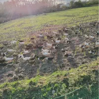 اردک زنده ‌سرحال باقیمت عالی توافقی