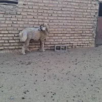 بره ارسنجان