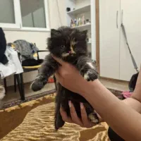 گربه اسکاتیش فولد