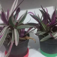 گلهای زیبا|گل و گیاه طبیعی|رشت, آب آسیاب|دیوار