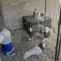 ۵ تا کفتر..|پرنده|همدان, |دیوار