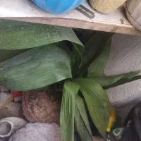 گل اپارتمانی|گل و گیاه طبیعی|بومهن, |دیوار