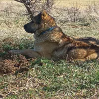 سگ سرابی ذات قدیم|سگ|بروجرد, |دیوار