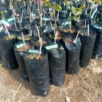 فروش نهال های پربار|خدمات باغبانی و درختکاری|زنجان, |دیوار