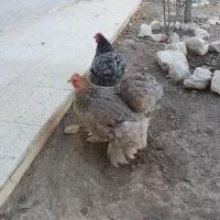 مرغ کوشین پرپا کبوتر دم چتری نر بالغ