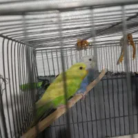 مرغ عشق بالغ|پرنده|تاکستان, |دیوار