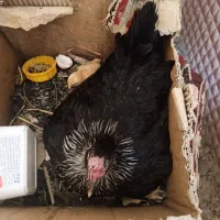 مرغ سیاه عربی تخم گذار و خروس