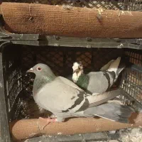 کبوتر المانی