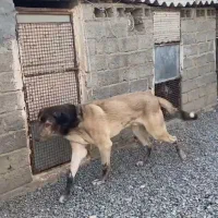 واگذاری پژدر ۱۱ماهه