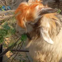 بیگ نرتخمی چاق|حیوانات مزرعه|شوشتر, |دیوار