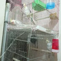 عروس هلندی رام رام مولد