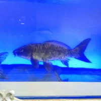 ماهی و اکواریوم|ماهی|تهران, جوادیه تهرانپارس|دیوار