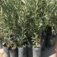 مرکز پخش نهال زیتون