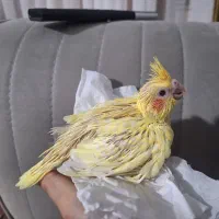 جوجه عروس هلندی