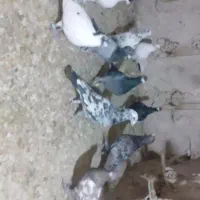 کفتر زدخوردی رو بوم