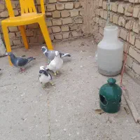 کبوتر پلاگی جف ۵۰۰|پرنده|دشتابی, |دیوار