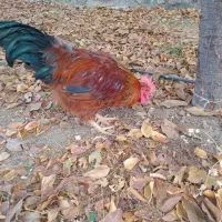 خروس جوان سالم سرحال