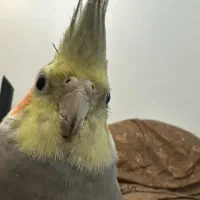 تلفن رند بیلبوردی  ۶۵ ۶۵ ۴۰ ۴۴