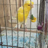 قناری|پرنده|شیراز, بالا کفت|دیوار
