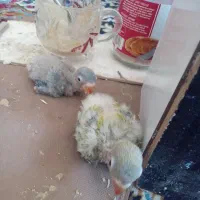 جوجه طوطی کوتوله فیشر خاص|پرنده|نجف‌آباد, کهریزسنگ|دیوار