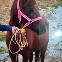 مادیون چهار شکم و نریون یک سوالو نیم|اسب و تجهیزات اسبسواری|سرولایت, |دیوار