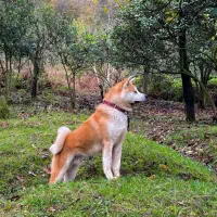 فروش آکیتا ژاپنی|سگ|چابکسر, |دیوار