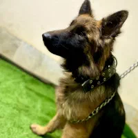 واگذاری سگ ژرمن شولاین