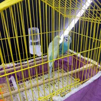 2 عدد مرغ عشق خوشگل